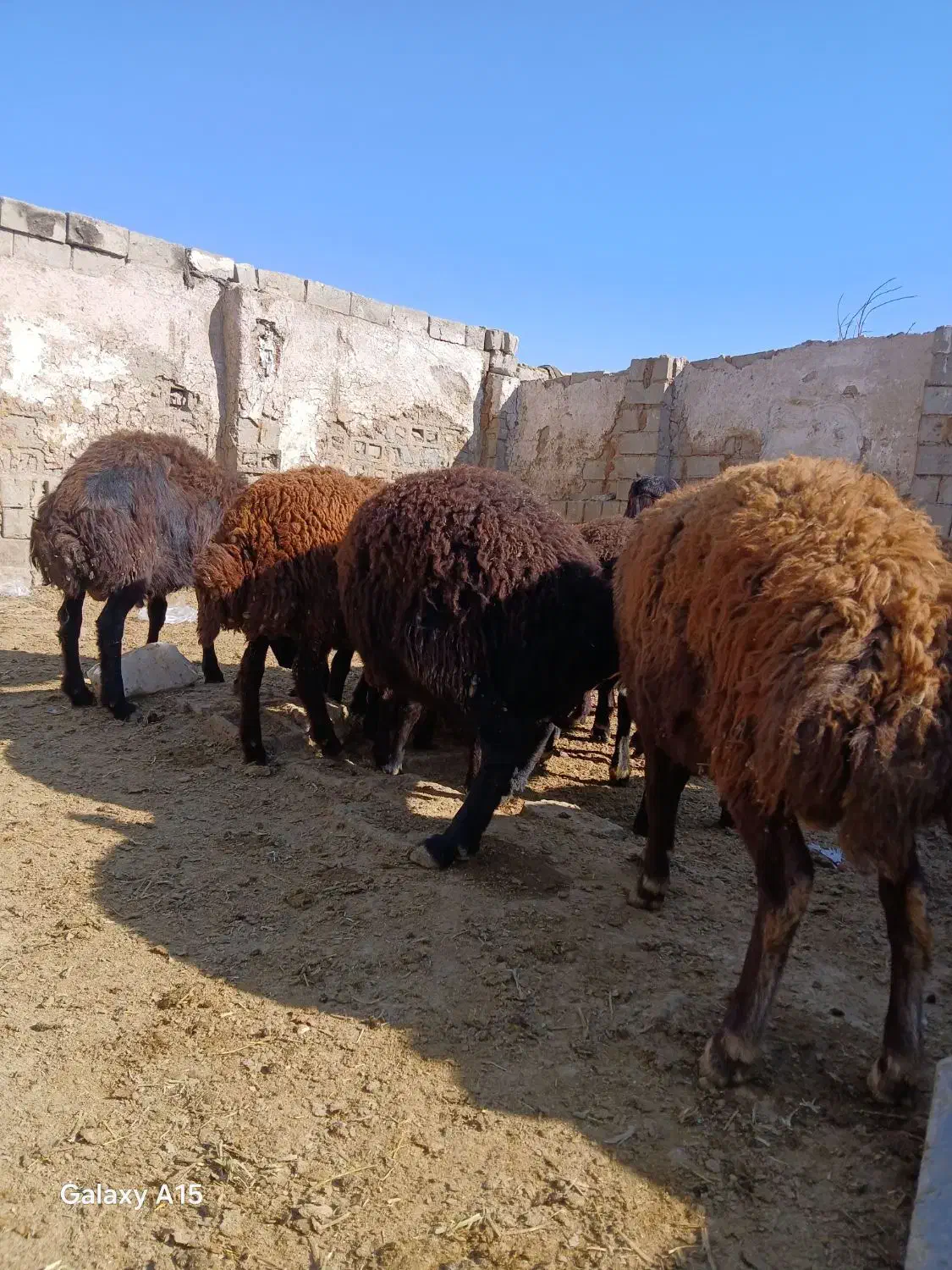 بره نر پرواری|حیوانات مزرعه|محمدبار, |دیوار