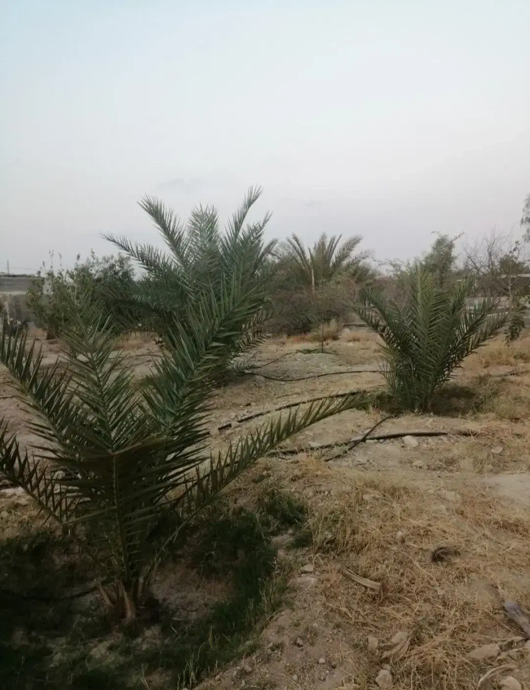 باغ شهری حسن لری|فروش زمین و ملک کلنگی|لار, |دیوار