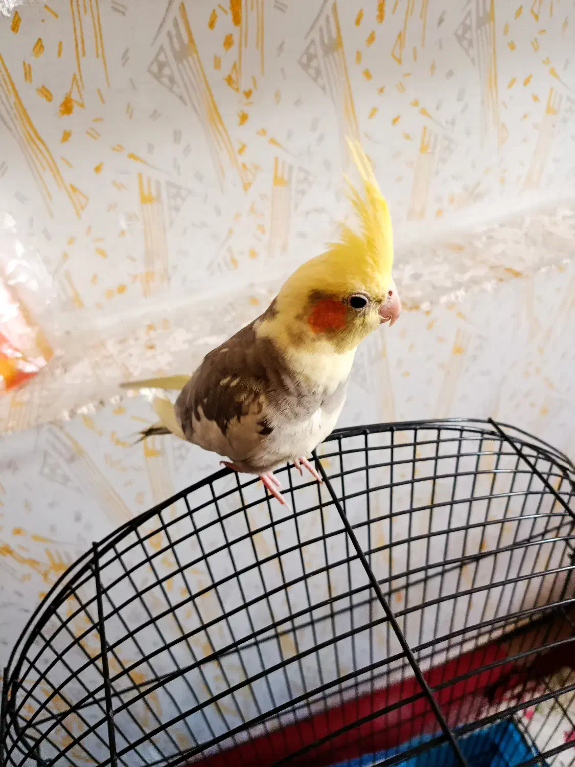 عروس هلندی جوجه 4ماه آماده یادگیری|پرنده|مرودشت, دولت آباد|دیوار