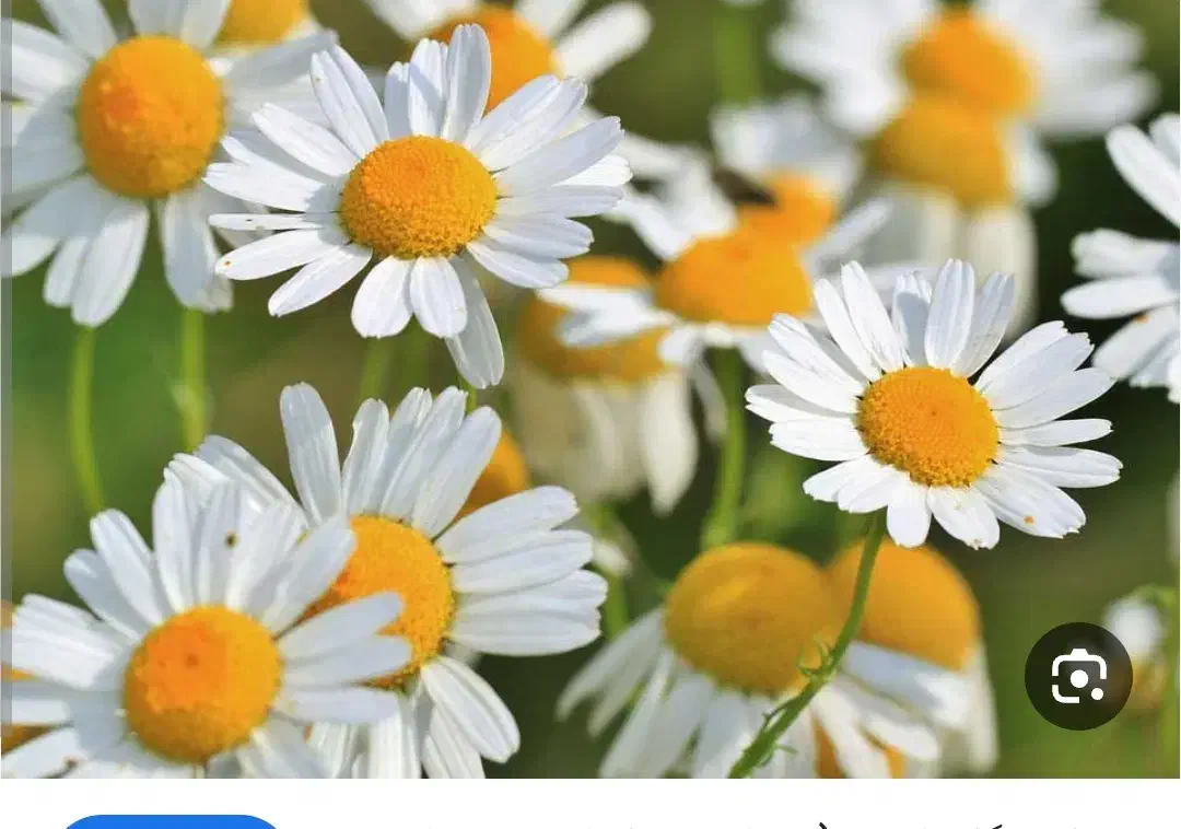 گل بابونه|گل مصنوعی|اهر, |دیوار