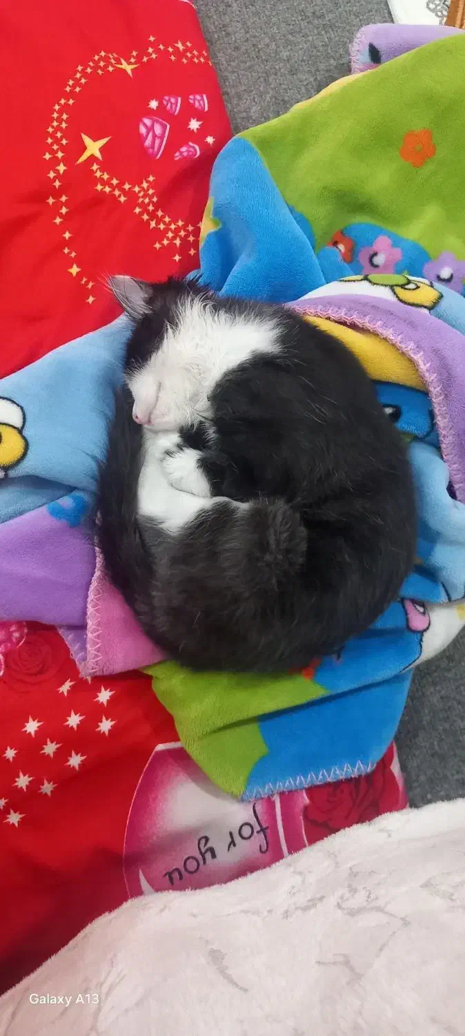 گربه خانگی تربیت شده/واکسینه/بسیار تمیز|گربه|ارومیه, |دیوار