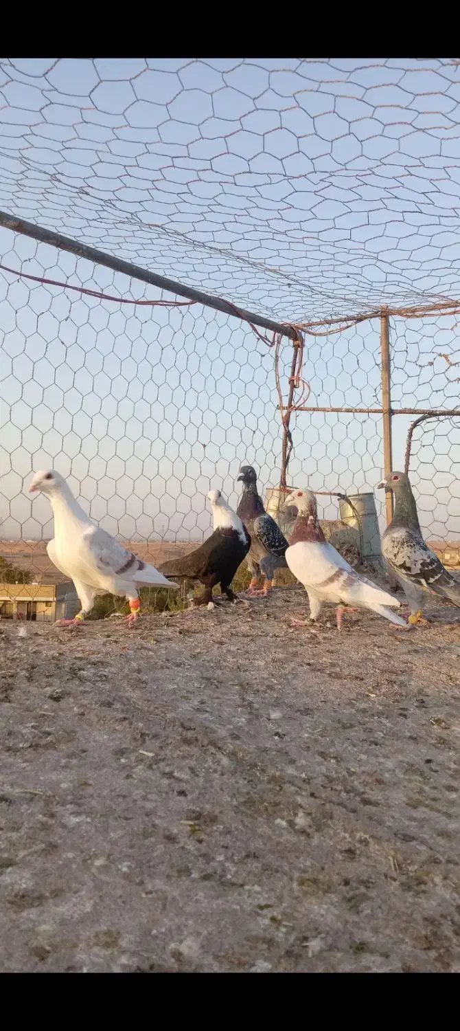 کفتر گرفتنی. همه باهم|پرنده|سبزوار, کهنه آب|دیوار