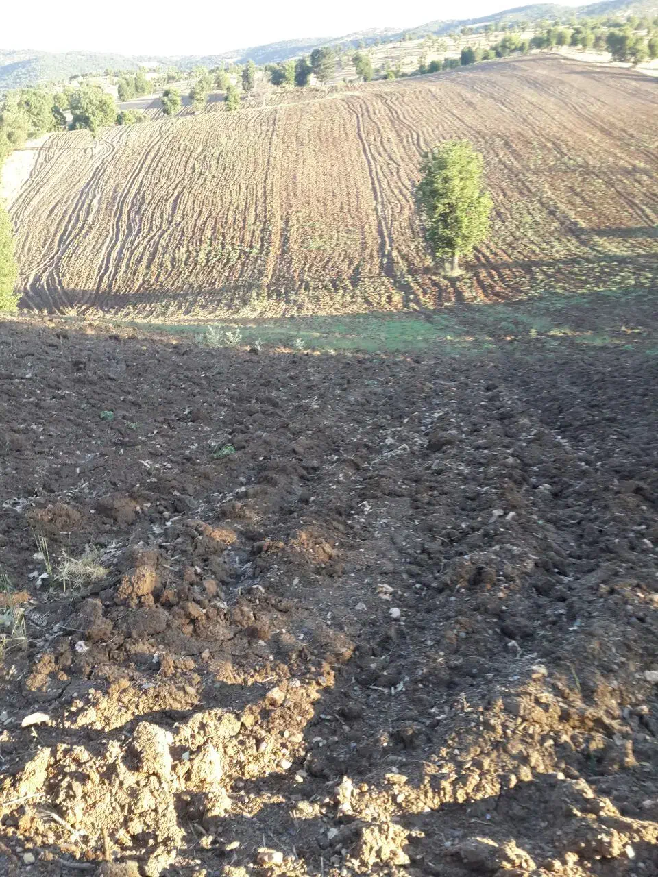 زمین کشاورزی دیم|فروش دفتر صنعتی، کشاورزی، تجاری|آرمرده, |دیوار