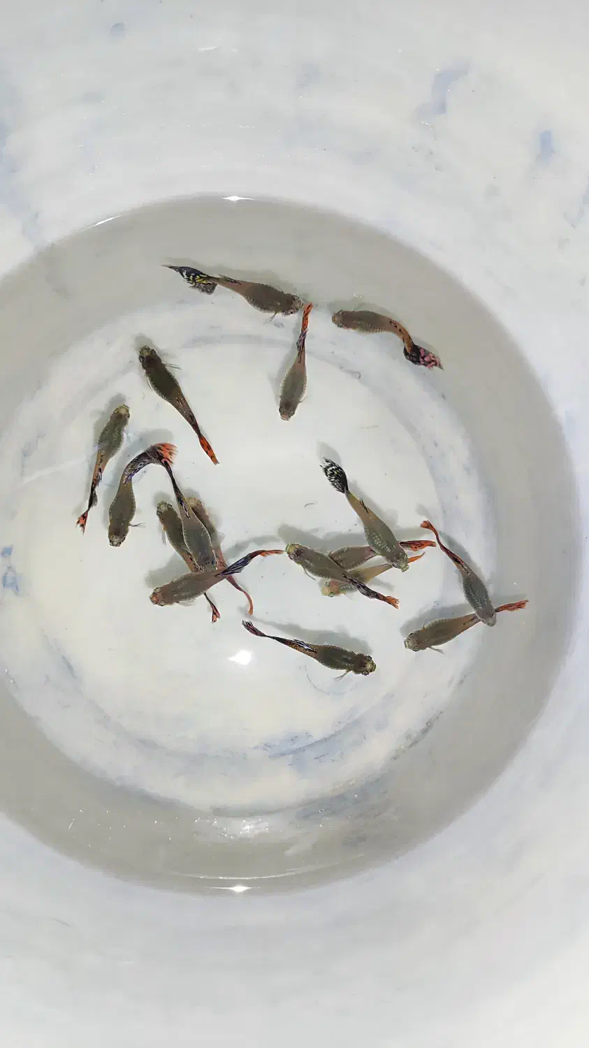 گوپی|ماهی|مشهد, صیاد شیرازی|دیوار