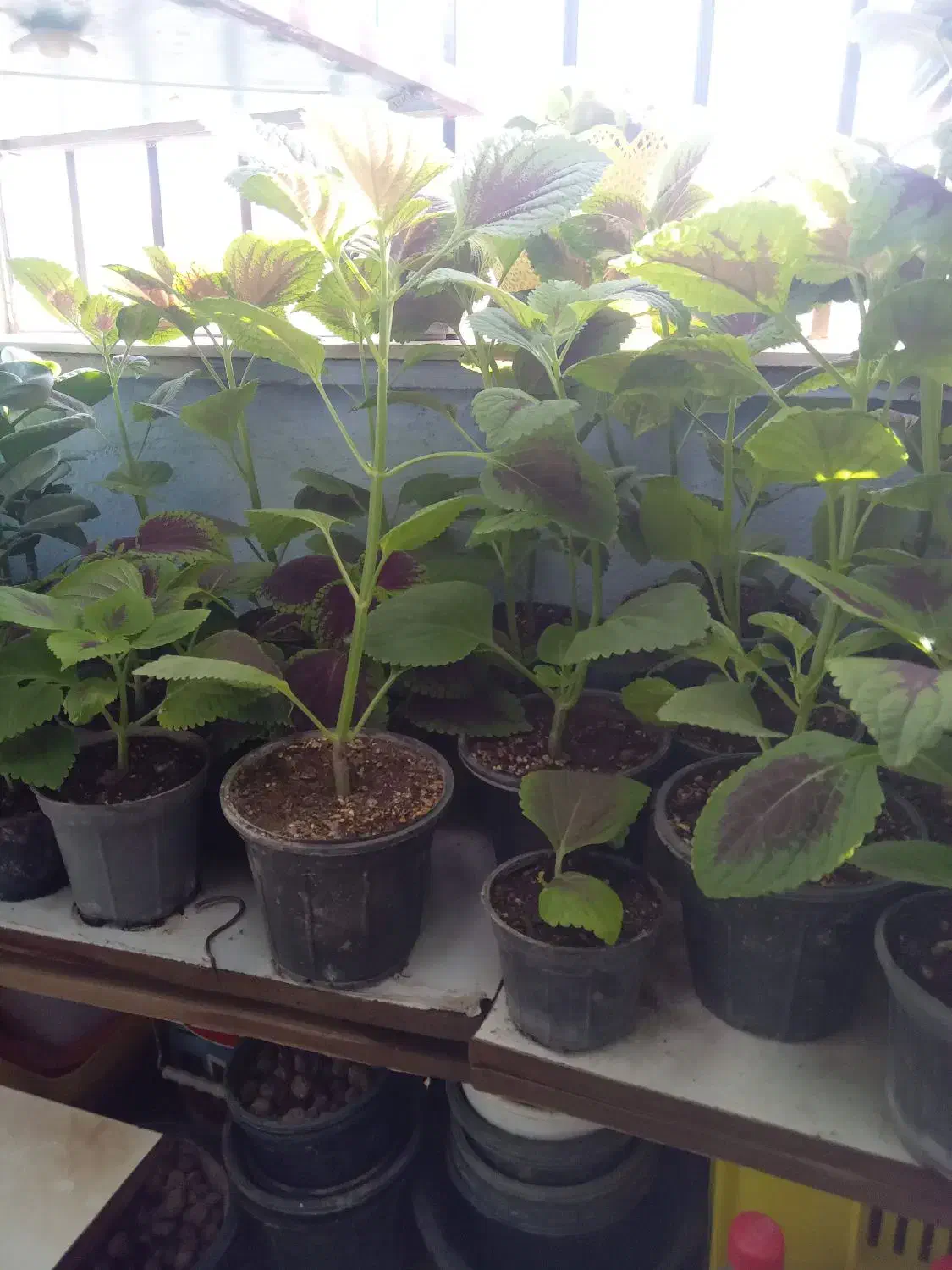 گلهای زیبا وسالم ۴۰هزار|گل و گیاه طبیعی|هشتگرد, فاز ۷ مهستان|دیوار