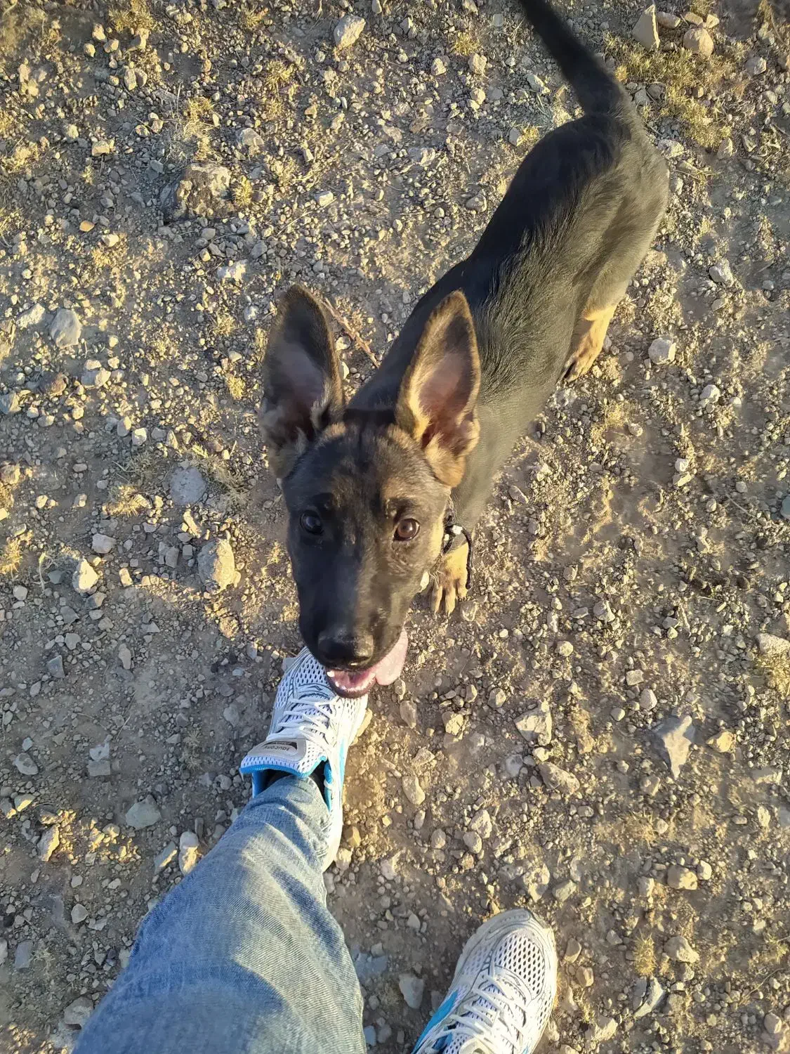 سگ ژرمن|سگ|زنجان, |دیوار