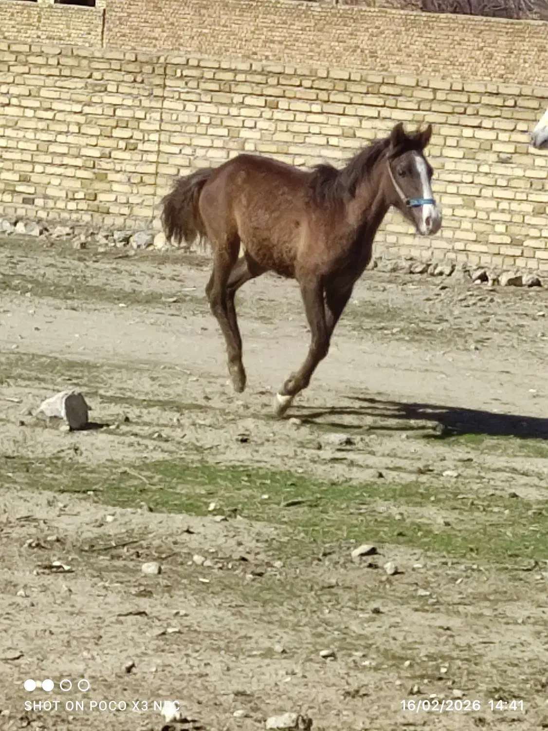 اسب|اسب و تجهیزات اسب‌سواری|خرم‌آباد, |دیوار