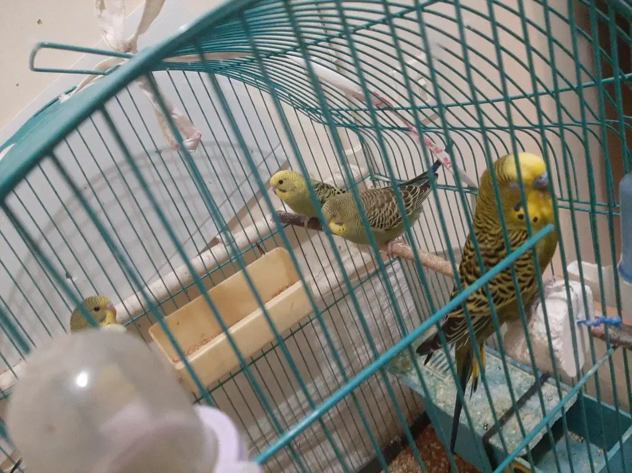 مرغ .عشق.. جوان|پرنده|تبریز, |دیوار