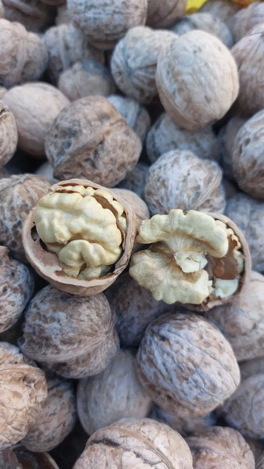 گردو پوست کاغذی ونایی|عمدهفروشی|بروجرد, |دیوار