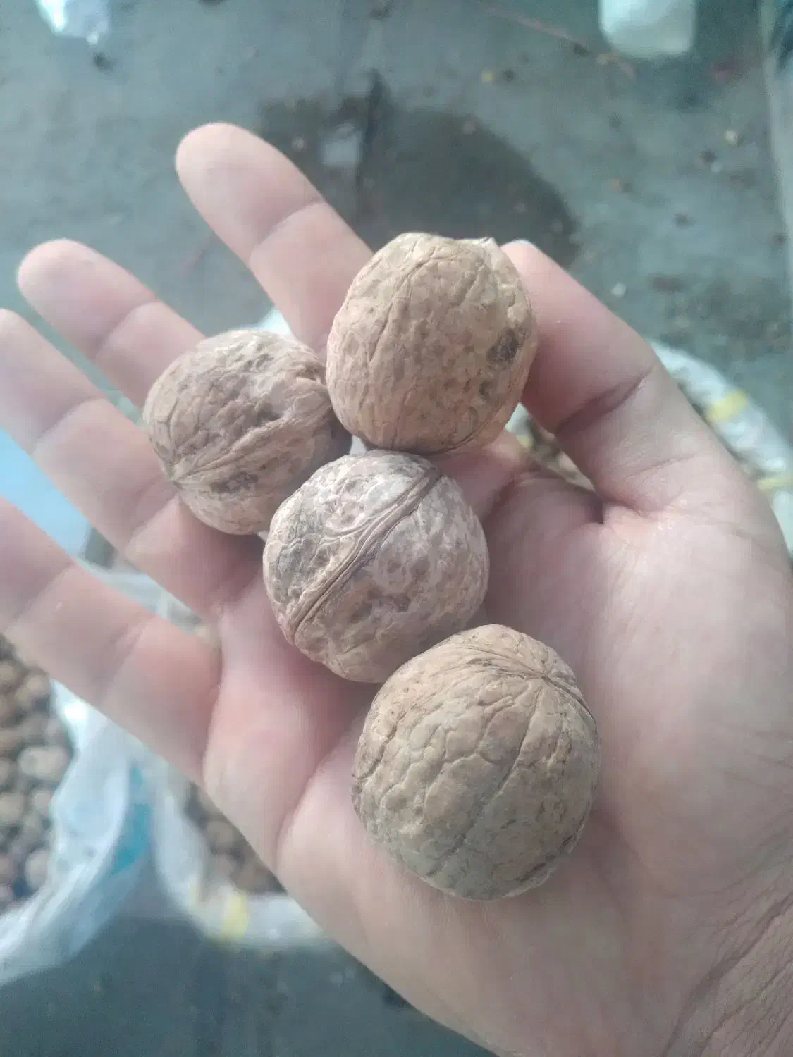 گردو تویسرکان|عمدهفروشی|آبدانان, |دیوار