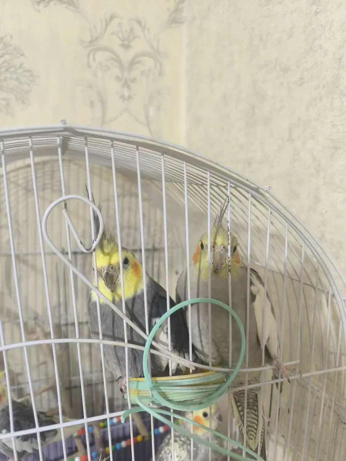 عروس هلندی|پرنده|پاکدشت, پاکدشت (مامازند)|دیوار