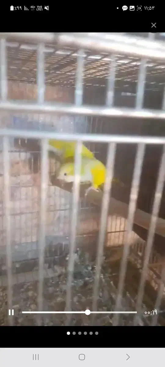 راهب مولد|پرنده|کرج, چمن|دیوار