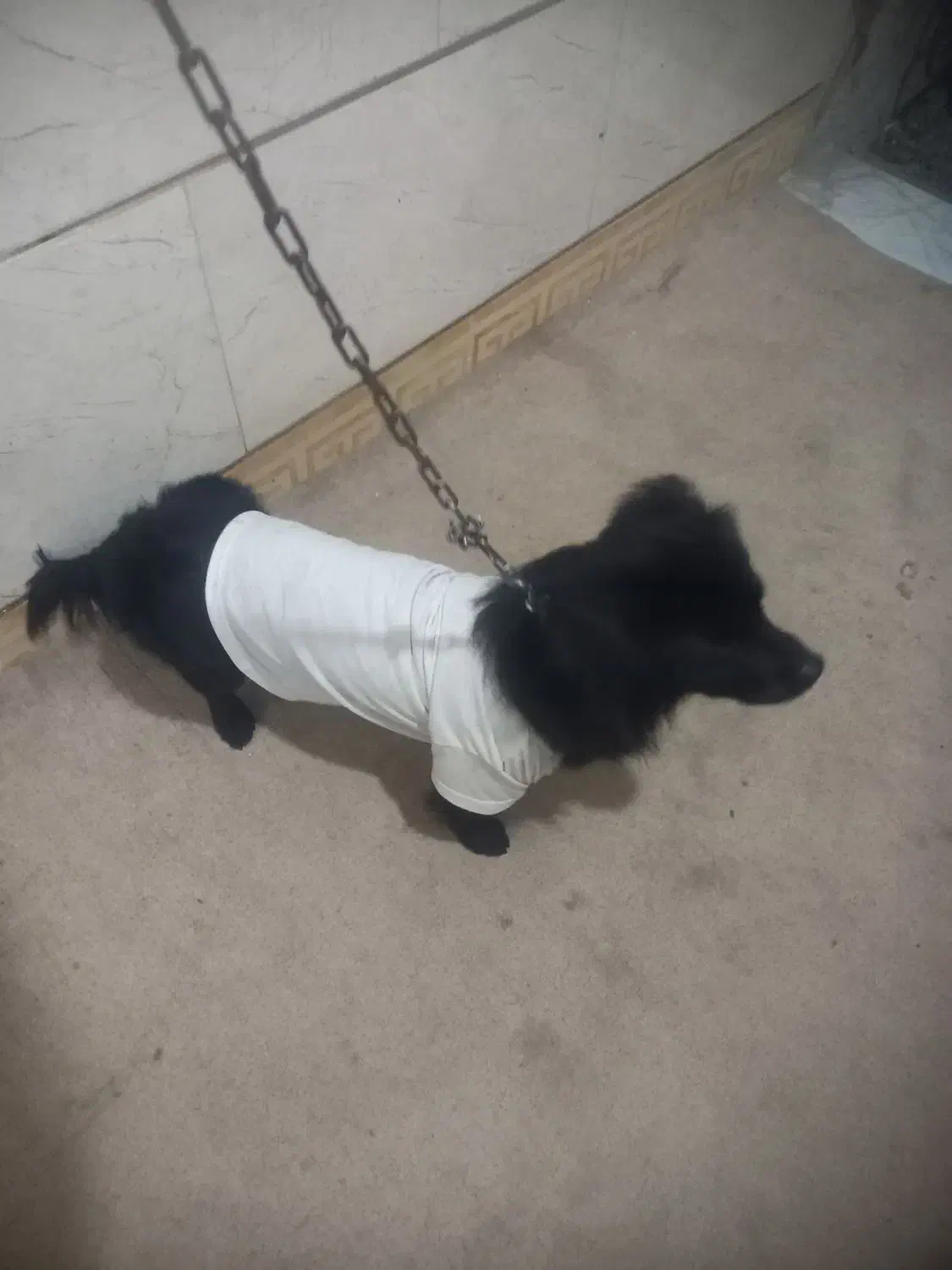 سگ اشپیتز نر ۸ ماهه|سگ|گرگان, |دیوار