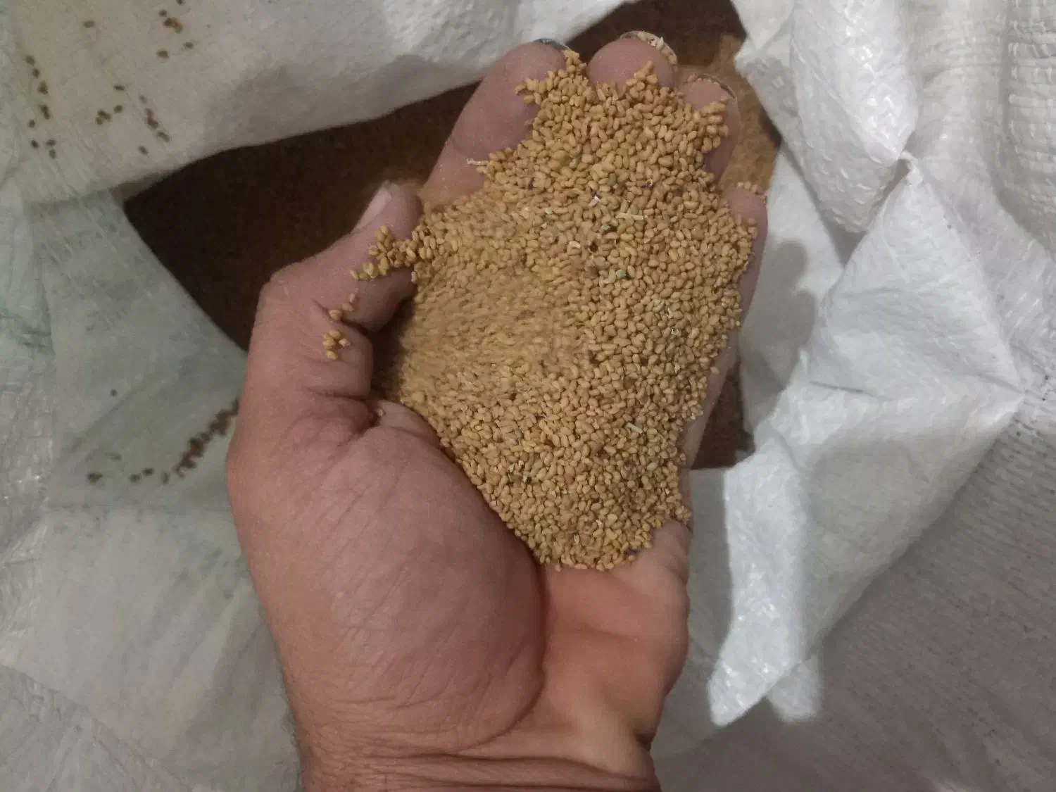 بذر یونجه ایرانشهری|گل و گیاه طبیعی|کهنوج, |دیوار