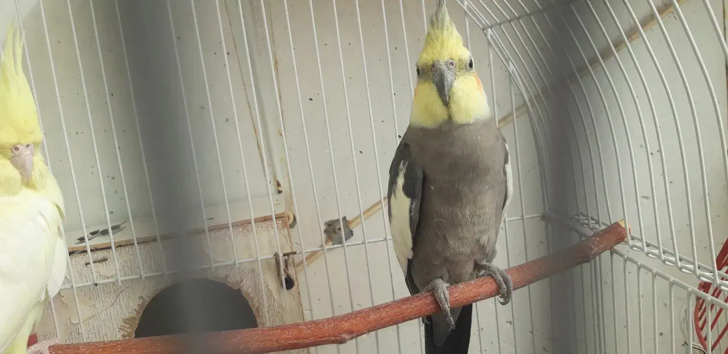 دوعدد عروس هلندی جفت لوتینو و گل باقالی|پرنده|اصفهان, فرودگاه شهید بهشتی|دیوار