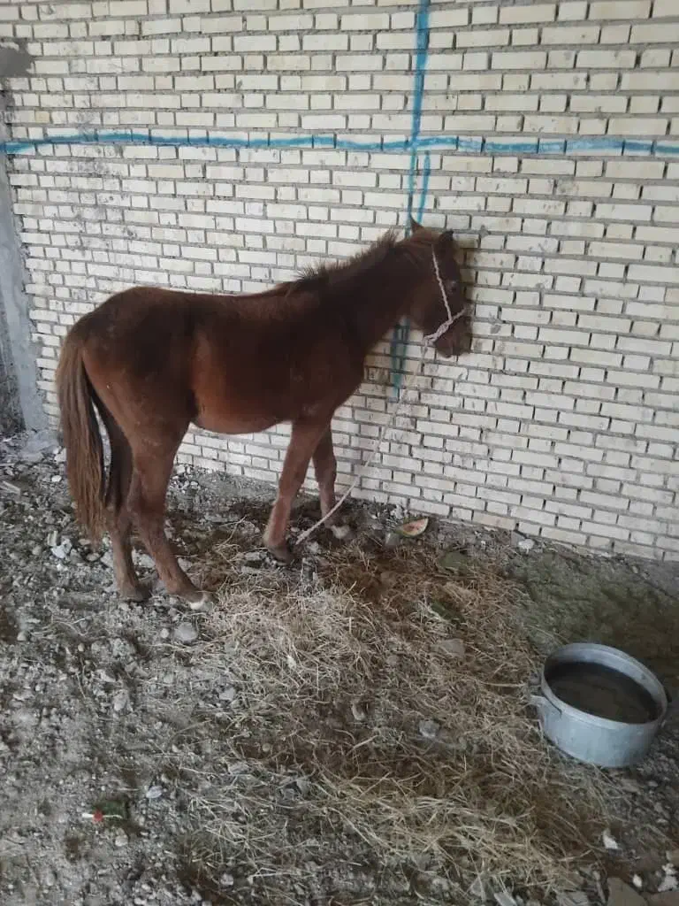 کر مادیون|اسب و تجهیزات اسبسواری|شوشتر, |دیوار