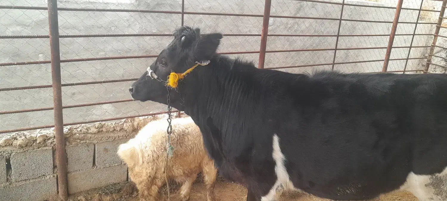 گاو|حیوانات مزرعه|مسجد سلیمان, |دیوار