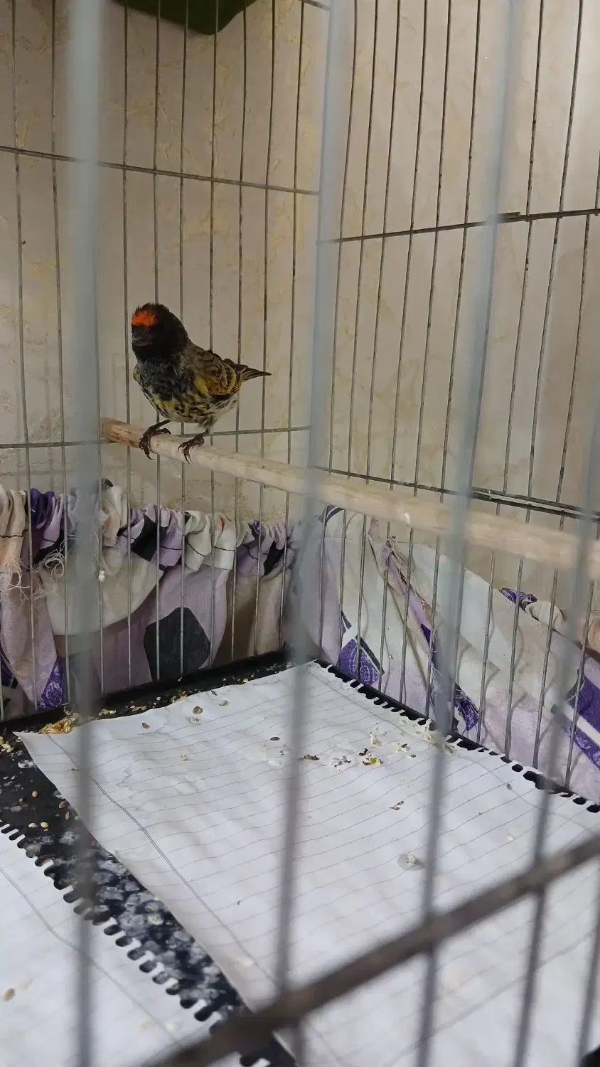 گلبسر.سهره.قناری|پرنده|تهران, جوادیه|دیوار