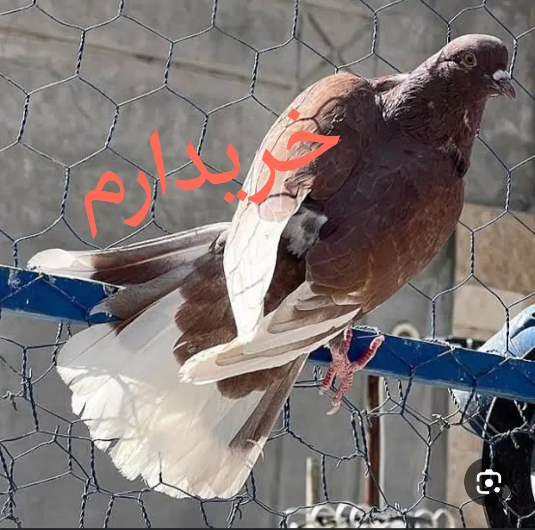 کفترسفیدنر اراکی و نر زرد و سرخ ماده دم سفید|پرنده|قم, نیروگاه|دیوار