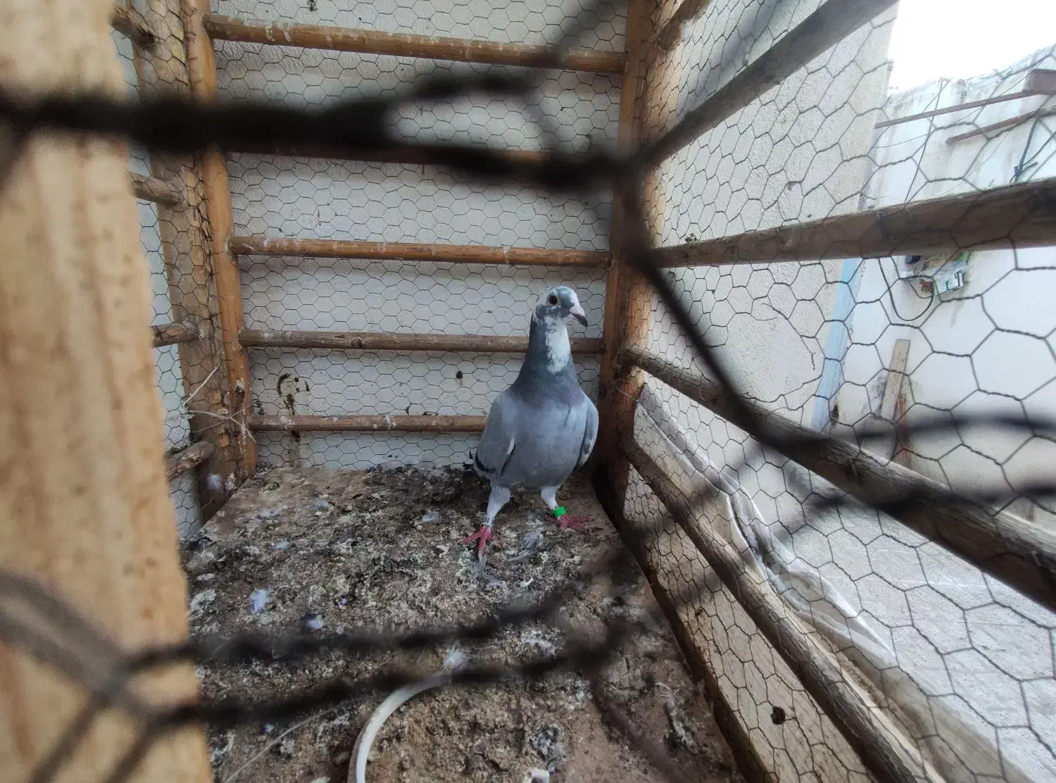 پلاکی ماده|پرنده|مینودشت, |دیوار