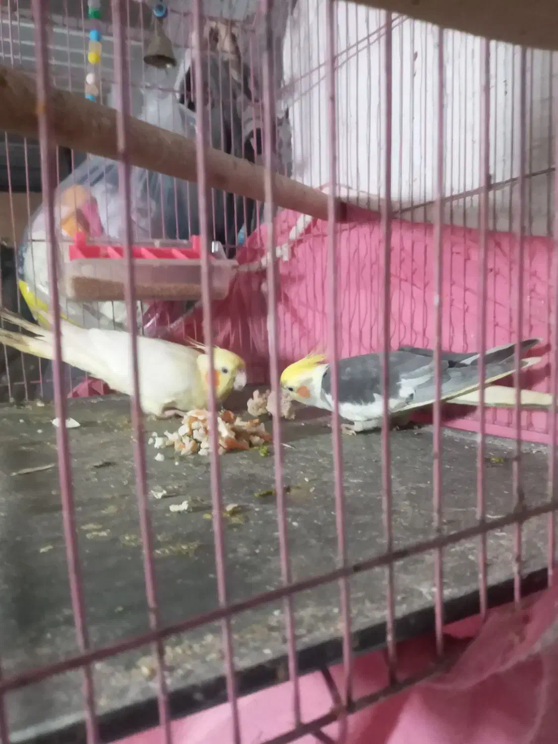 طوطی عروس جوجه|پرنده|دابودشت, |دیوار