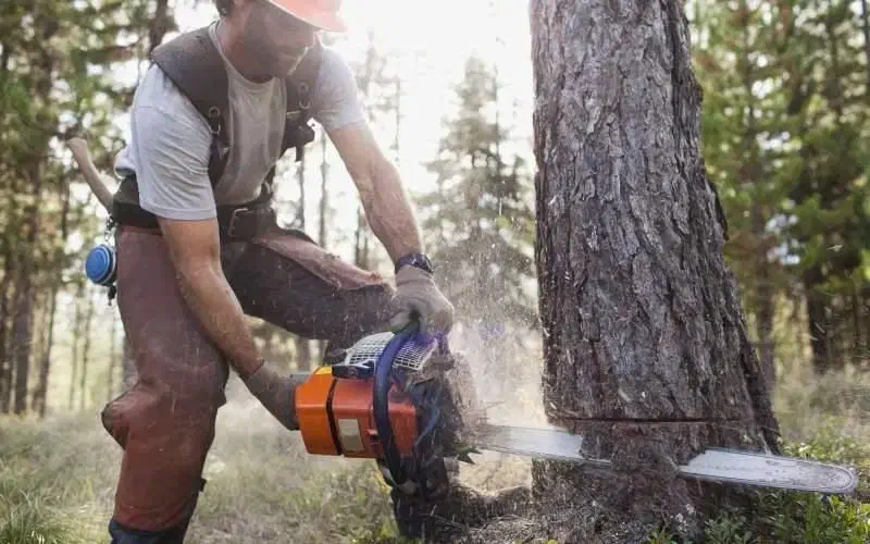 خریدانواع چوب درختان خشک وتر|خدمات باغبانی و درختکاری|بناب, |دیوار