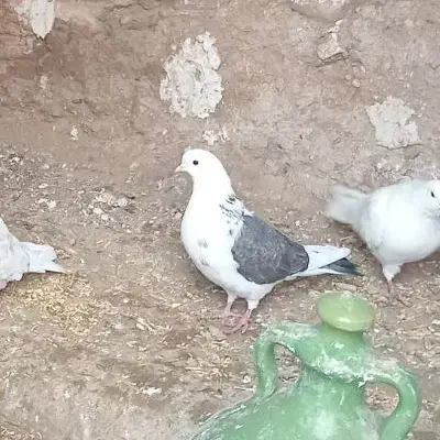 کبوتر|پرنده|قلقل رود, |دیوار