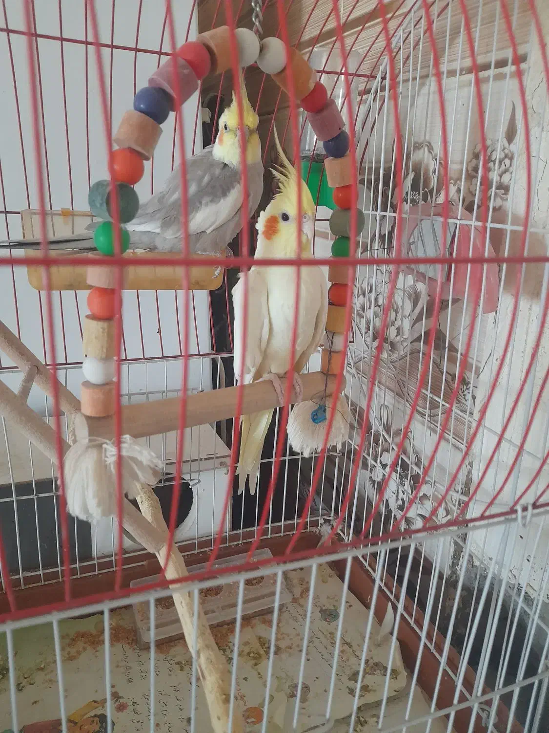 حراج حراجی قیمت یک میلیون سیصد تخفیف جزئی دارد|حراج|تایباد, |دیوار