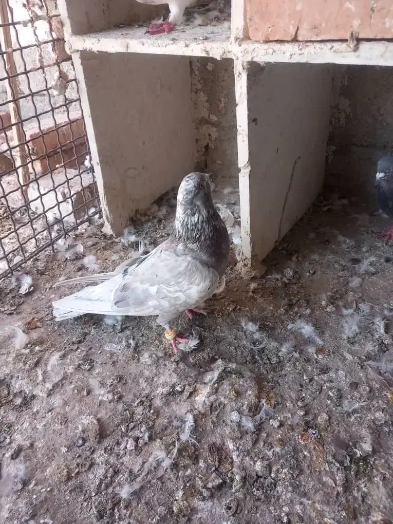 کبوتر سرور|پرنده|ایرانشهر, |دیوار