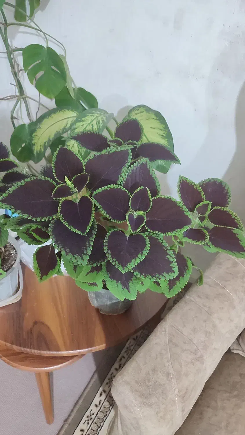 گل طبیعی ایوان|گل و گیاه طبیعی|ایوان, |دیوار