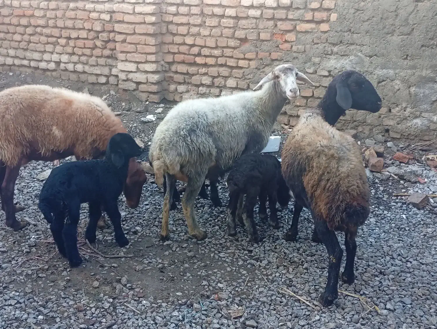 ۳تا گوسفند بره داره دوتا نر ۱ماده|حیوانات مزرعه|گرگان, |دیوار