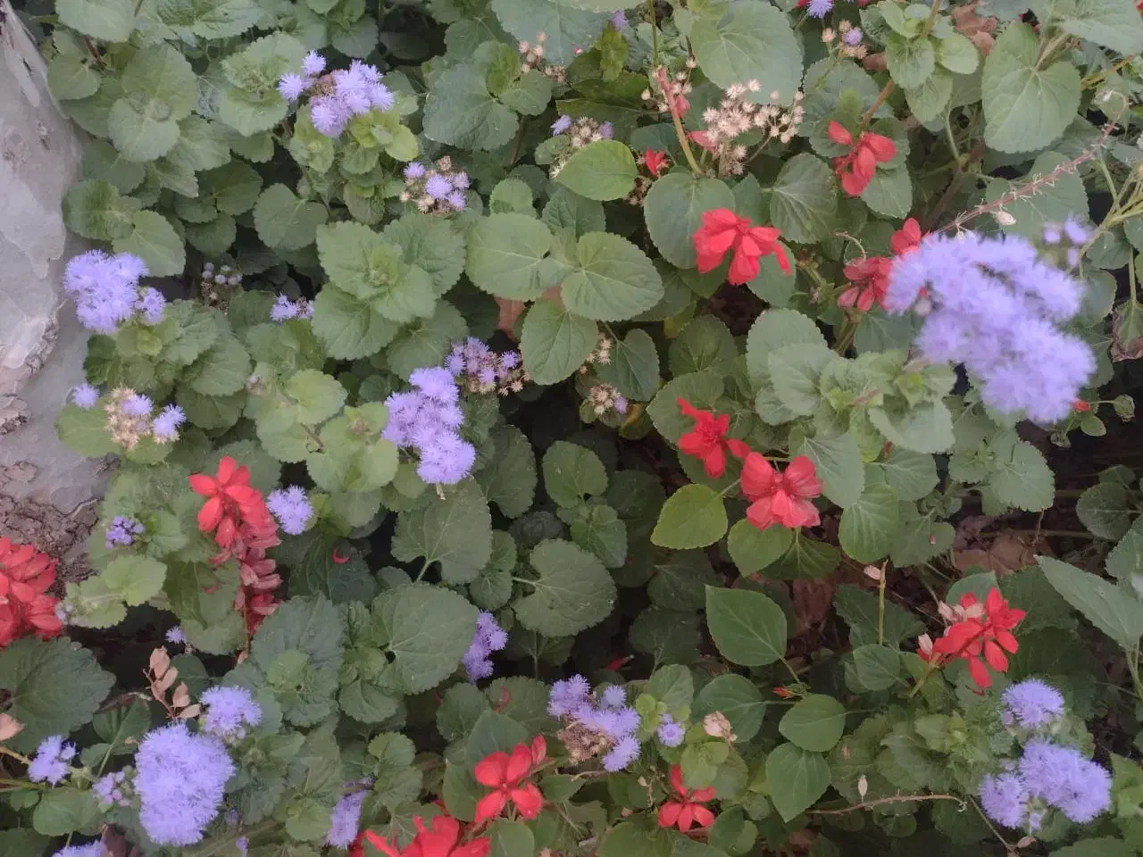 نظافت منزل و محل کار و را به|خدمات نظافت|تهران, کوی بیمه|دیوار