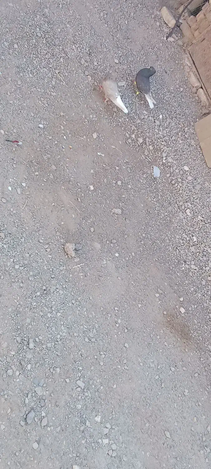 کبوتر دم سفید|پرنده|خوشاب, |دیوار