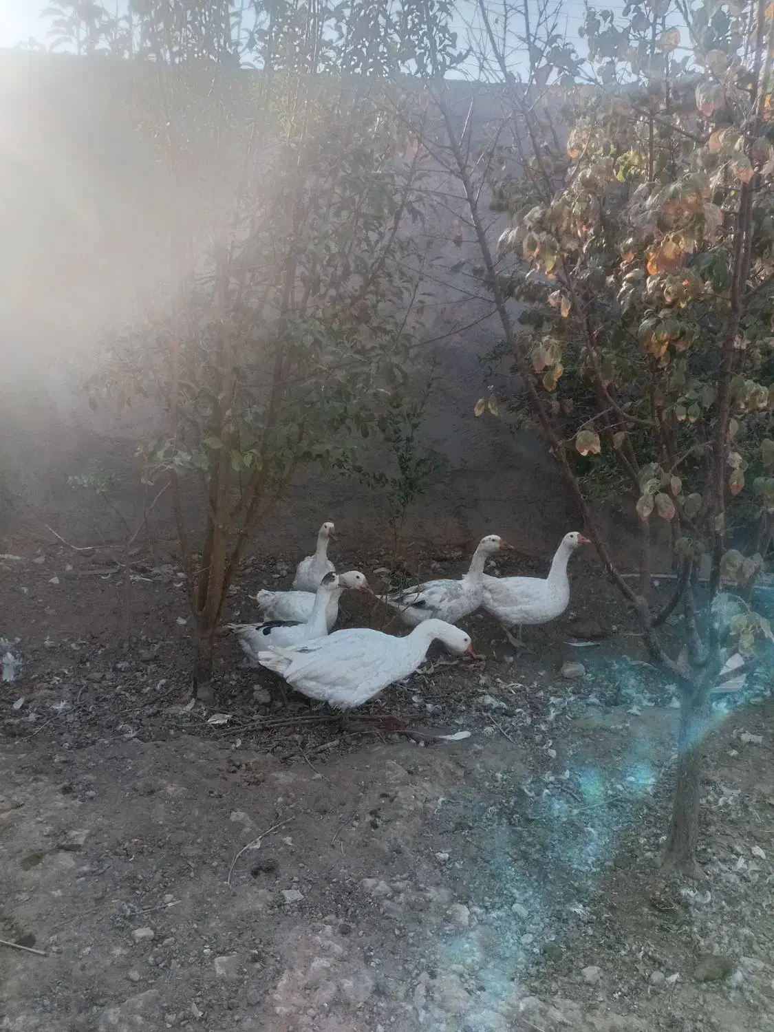 غاز|پرنده|سیرجان, |دیوار