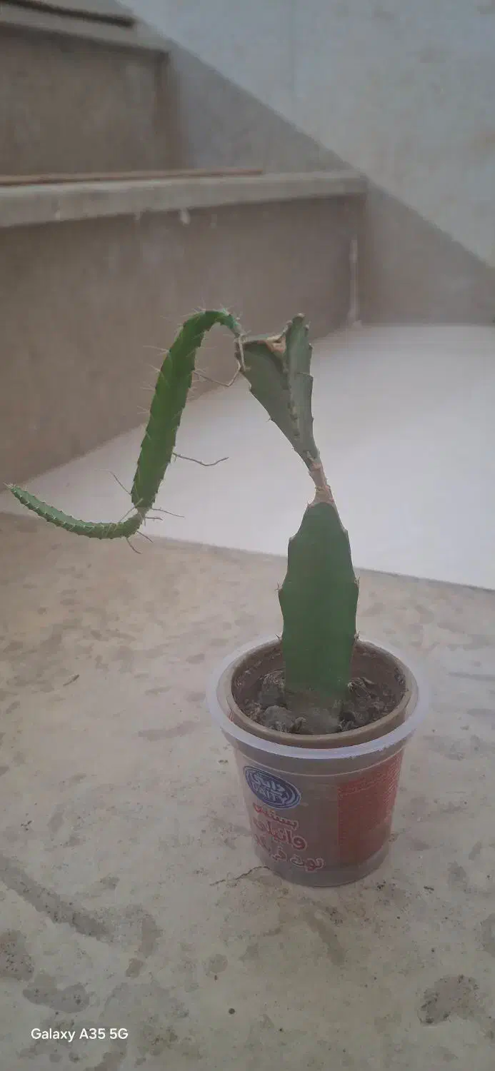 گل کاکتوس آپارتمانی|گل و گیاه طبیعی|سقز, |دیوار