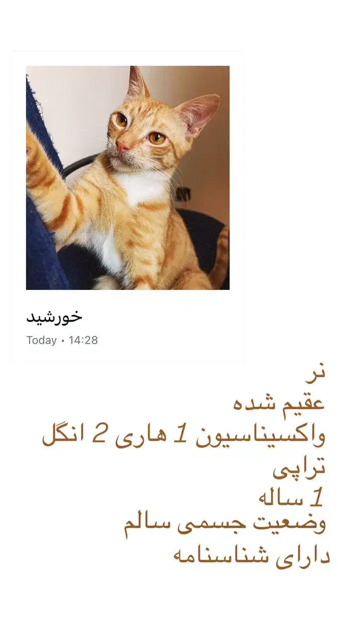 واگذاری گربه فقط در رشت|گربه|رشت, پاره بیجار|دیوار