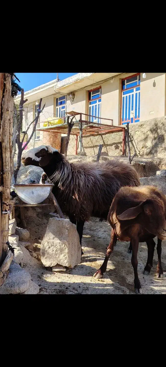 فروش یک عدد قوچ|حیوانات مزرعه|شاهیوند, |دیوار