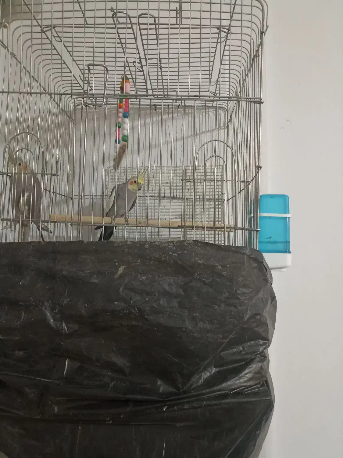 پرنده عروس هلندی|پرنده|بومهن, |دیوار