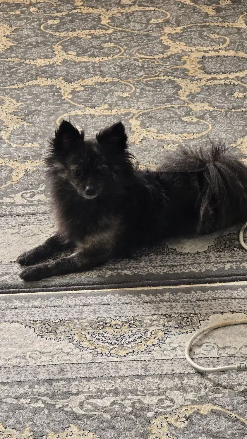 سگ پامرین اپارتمانی|سگ|اسلام‌شهر, شهرک واوان|دیوار