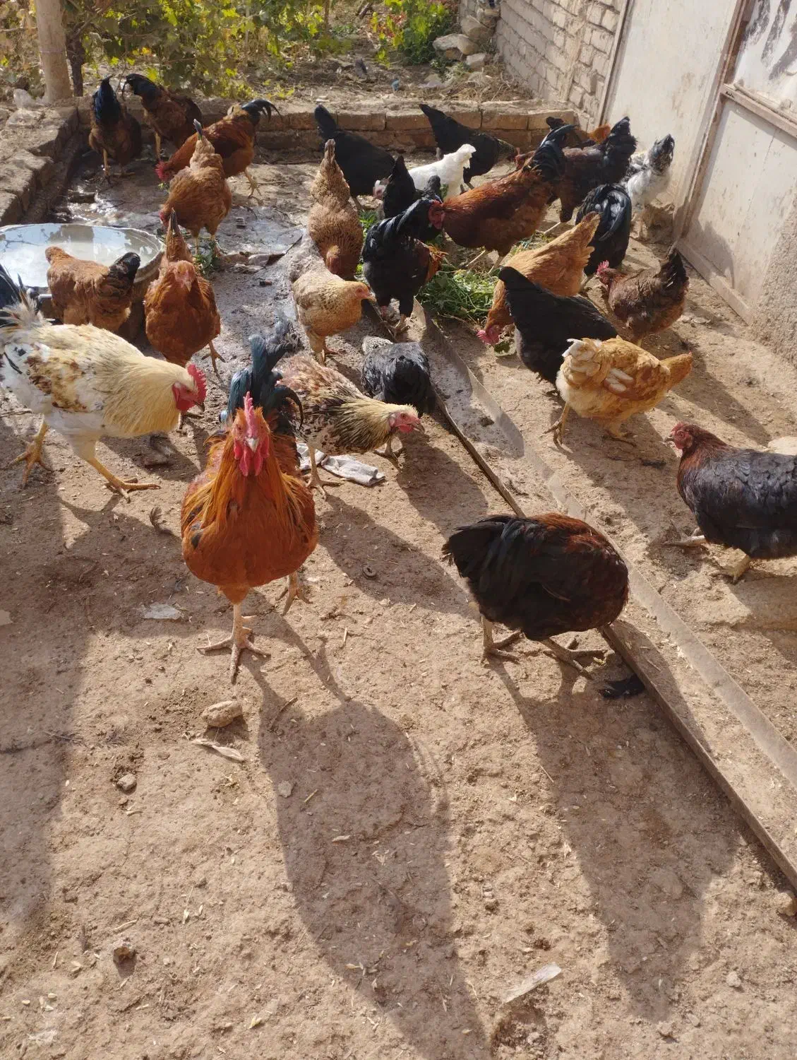 خروس مرغ بوقلمون اردک نر|حیوانات مزرعه|بشاریات, |دیوار