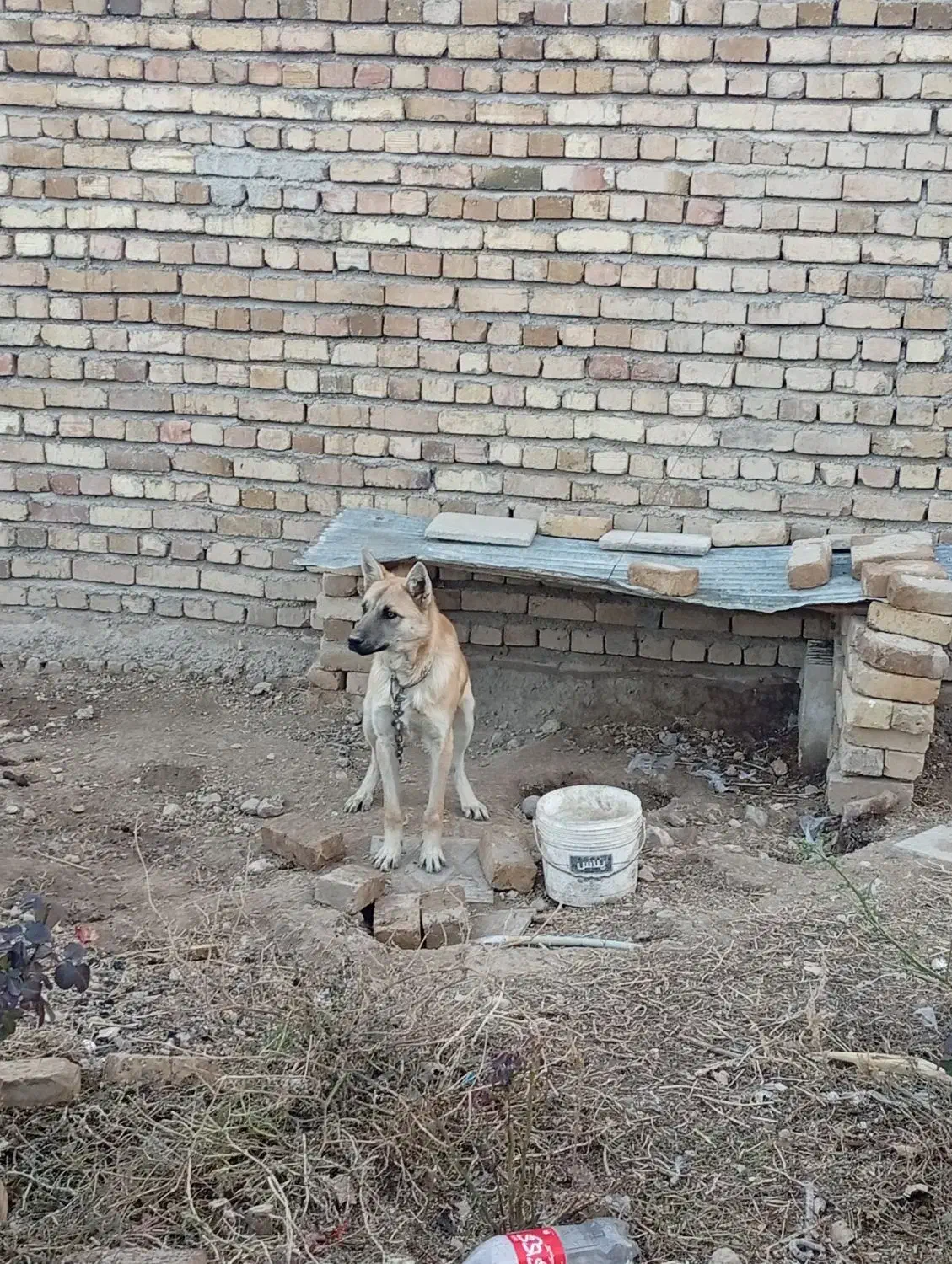 مالینیوز|سگ|بروجرد, |دیوار