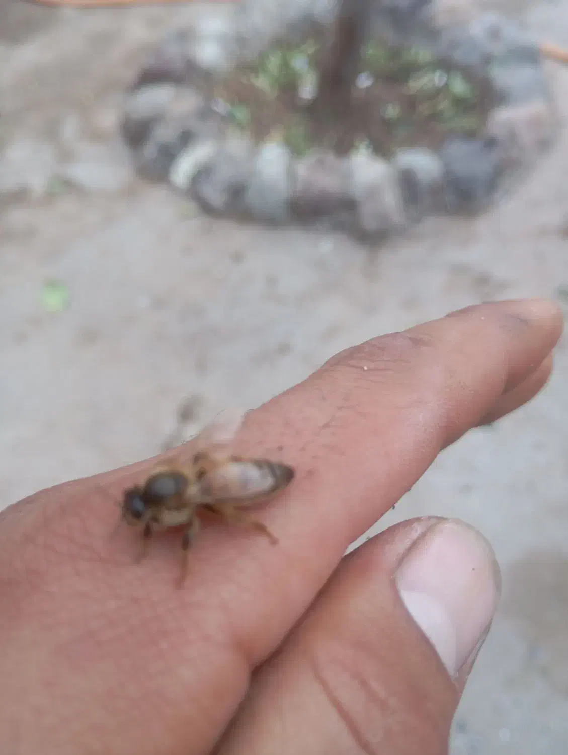 400000|حیوانات مزرعه|خواجه, |دیوار