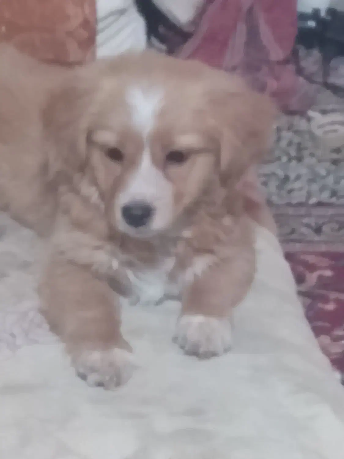 سگ تزیینی(پامراشپیتز)|سگ|کرمان, |دیوار