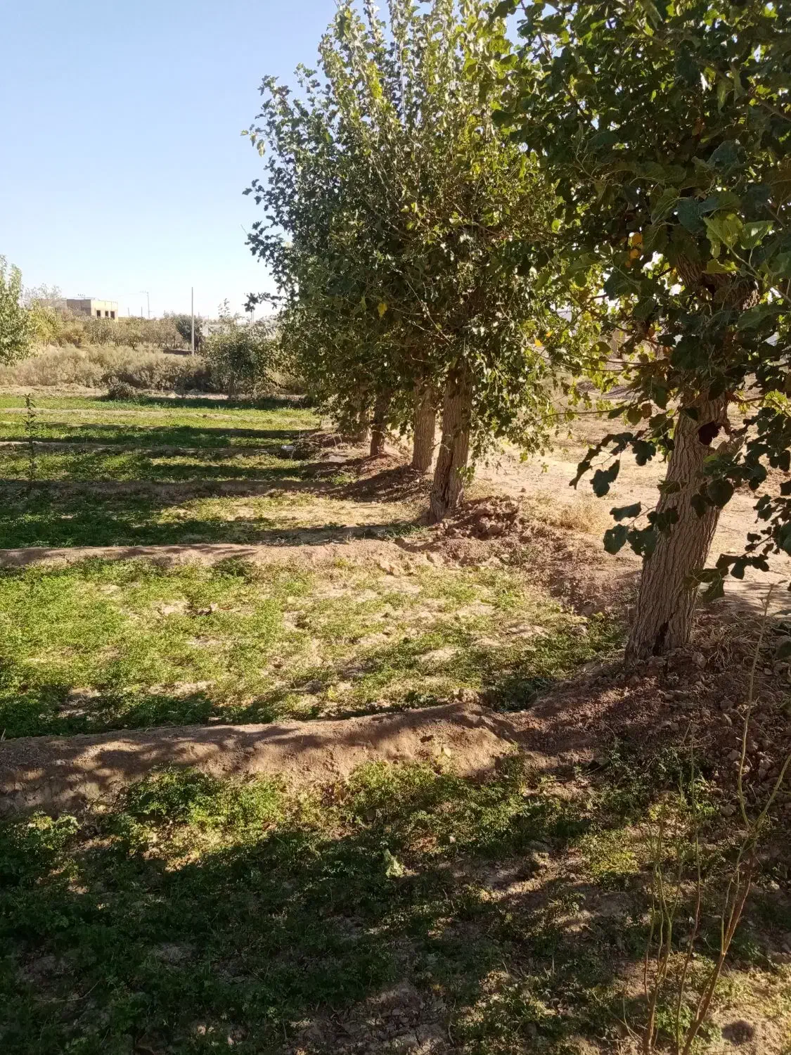 زمین کشاورزی|فروش زمین و ملک کلنگی|تربتحیدریه, پائین ولایت|دیوار