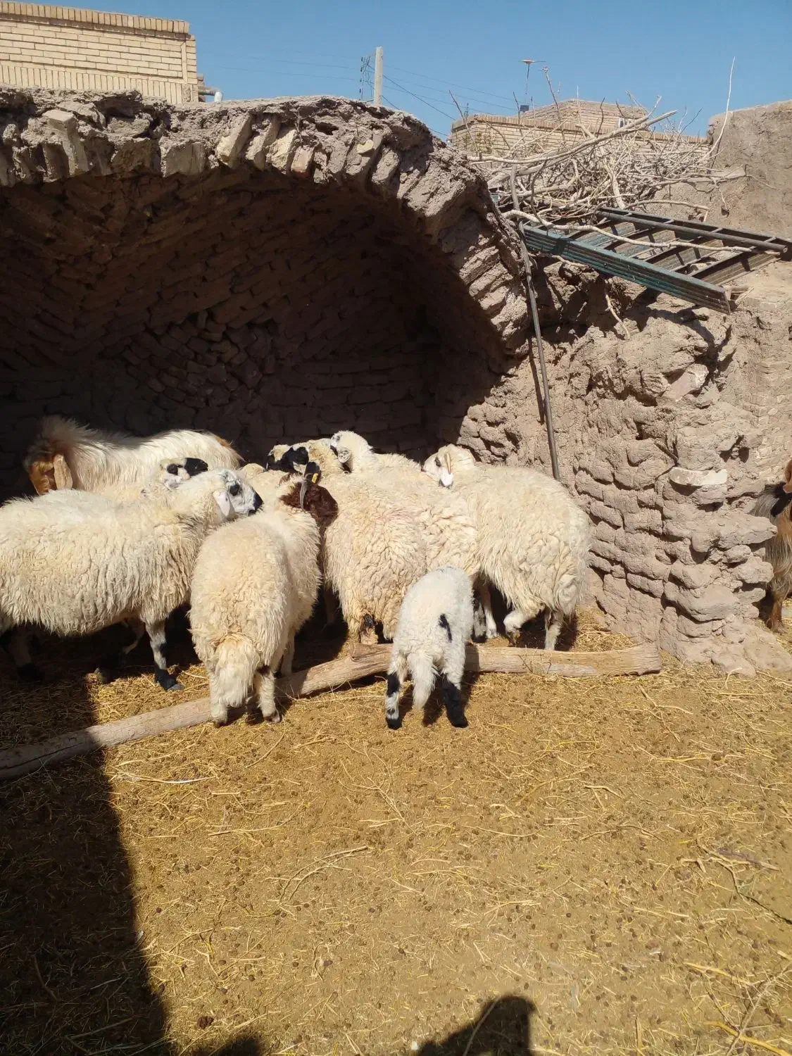 میش. بره. بز|حیوانات مزرعه|کشکوئیه, |دیوار