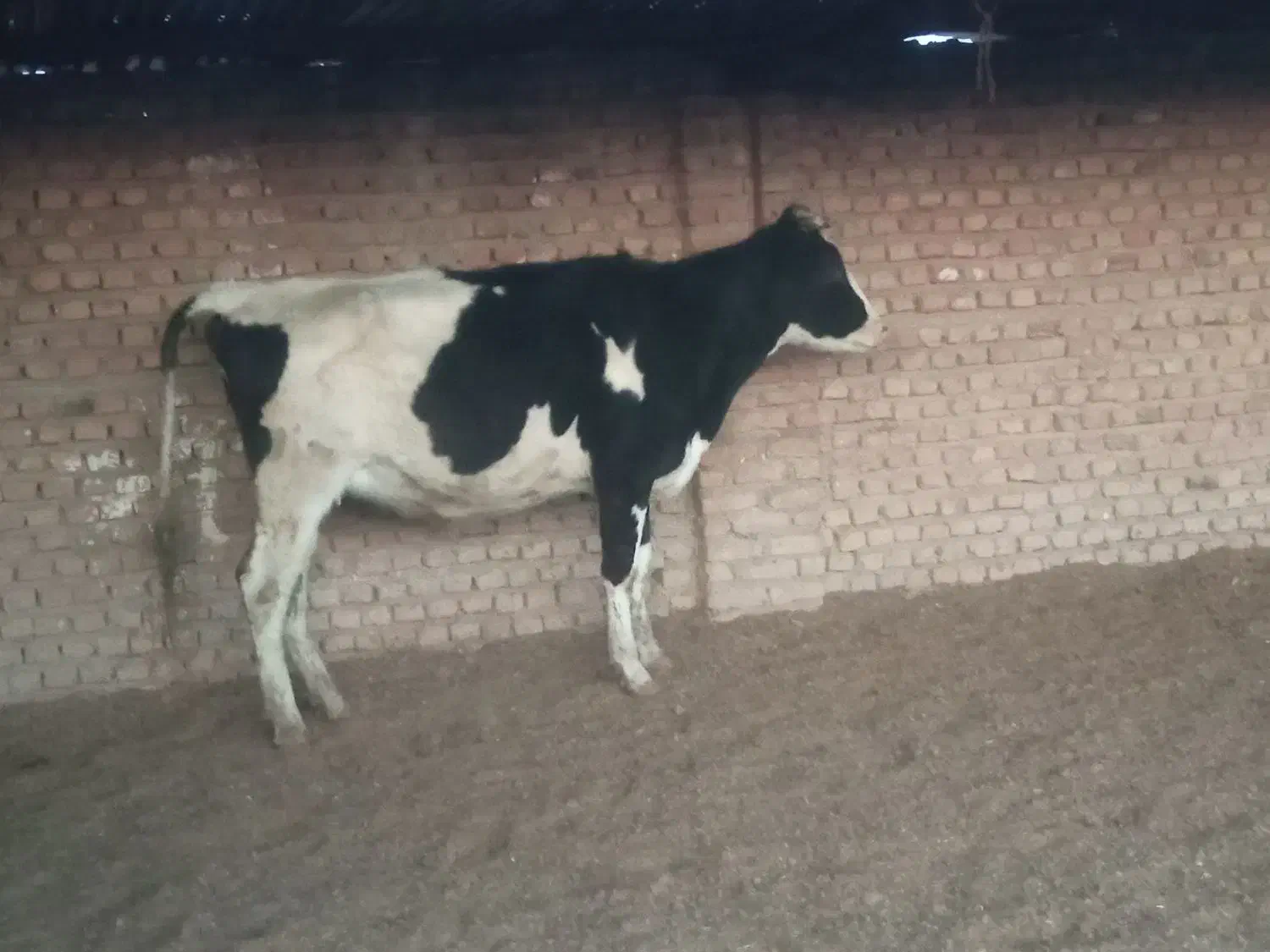 گوساله و تلیسه آبستن گاو|حیوانات مزرعه|پائین جام, |دیوار