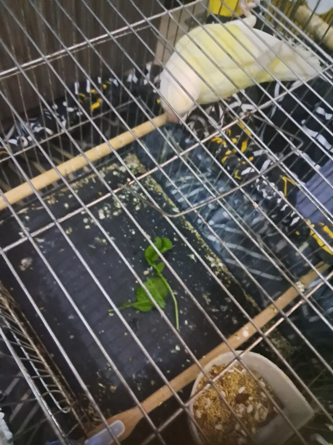 طوطی برزیلی ماده|پرنده|تهران, اسکندری|دیوار