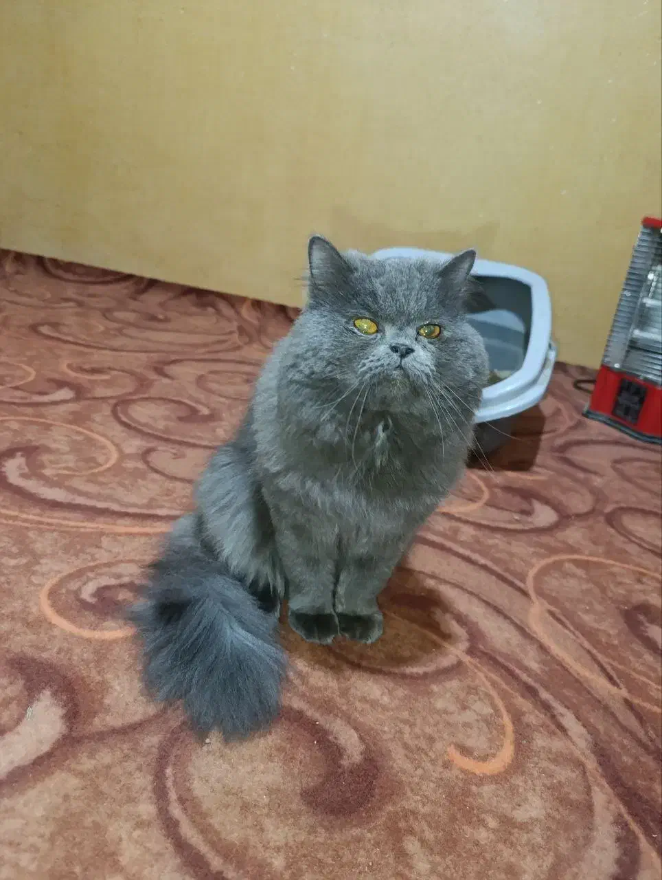 پرشین فلت|گربه|گنبد کاووس, |دیوار