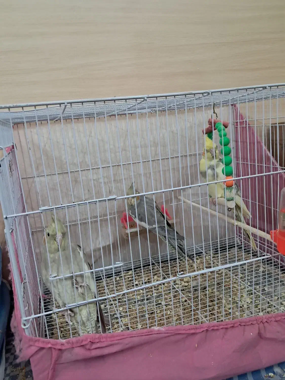 ۲تا آهوی نرماده ویک دوکت نرماده آلبینو جفتم دارم|پرنده|مشهد, نوید|دیوار