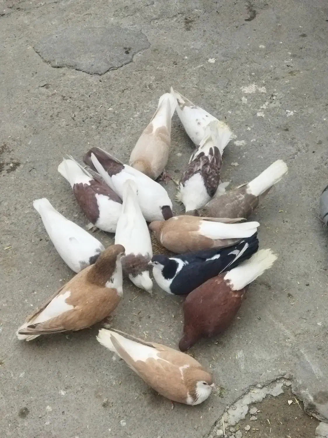 کفتر|پرنده|مشهد, ایمان|دیوار